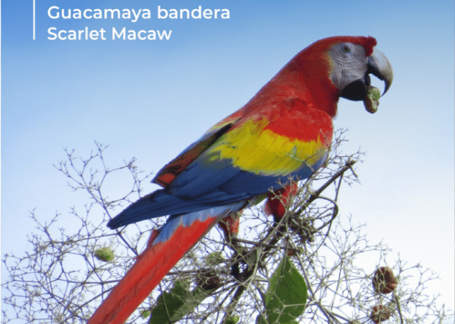 Conservación de las Aras – Tiendas ara