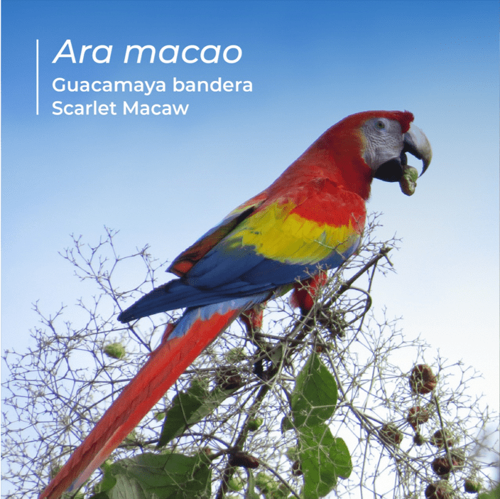 Conservación de las Aras – Tiendas ara